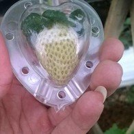 25.000 đồng một khuôn tạo hình lạ cho trái cây