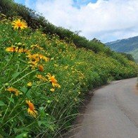 Trải nghiệm thú vị ở Đà Lạt tháng 11