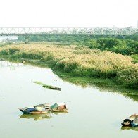Có một mùa cỏ lau bên bờ sông Hồng