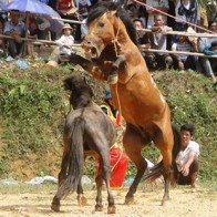 Du khách phấn khích xem những màn đấu ngựa gay cấn