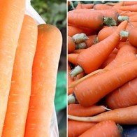 Phân biệt gừng, cà rốt Việt Nam - Trung Quốc để dùng không hại