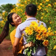 Dã quỳ nhuộm vàng xứ cao nguyên
