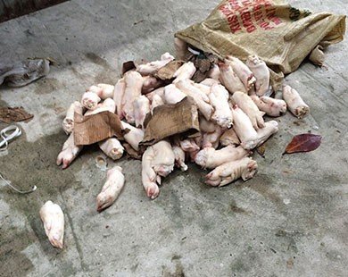 Bắt hơn 3 tấn thịt đông lạnh tạm nhập tái xuất quay lại Việt Nam