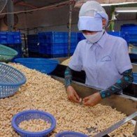 Xuất khẩu hạt điều ước tính đạt 2,5 tỷ USD trong năm 2015