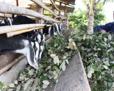 Giá táo ngon còn 1.000 đồng/kg, dân chặt cho bò ăn