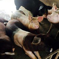 Lợn giun quế ăn Tết: Đặt trước 4 tháng, cử người thăm nuôi