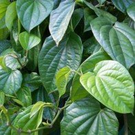 Vì sao gia đình nào cũng cần có trầu không trong nhà?