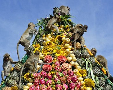 Độc đáo lễ hội buffet dành cho khỉ ở Thái Lan