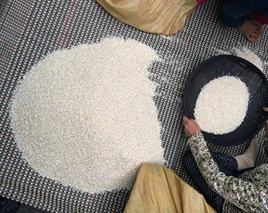 Sợ thực phẩm bẩn, nhà giàu chi tiền mua gạo vùng cao
