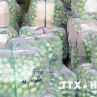 Không có việc táo xanh Ninh Thuận giá chỉ 1.000 đồng mỗi kg