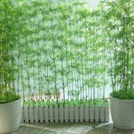 Những cây cảnh phải trồng trong nhà để "tiền vào như nước"