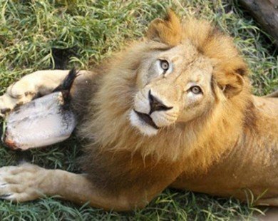 Sở thú London mở dịch vụ ngủ với sư tử