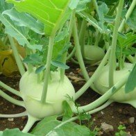 Mùa đông nhà nào cũng phải ăn su hào nếu muốn khỏe mạnh