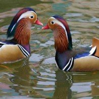 7 loại gia cầm tiền triệu được săn tìm dịp Tết