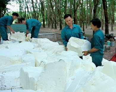 Bình Thuận: Giá mủ cao su xuống thấp kỷ lục