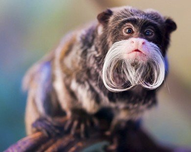 Những bộ râu của loài khỉ khiến cánh mày râu cũng phải ghen tỵ