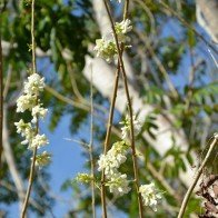 Cung đường hoa anh đào đẹp mê ly ven biển Vũng Tàu