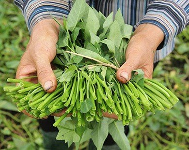 98% rau củ tươi trồng ở Hà Nội an toàn