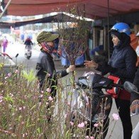 Nóng lạnh bất thường, chủ vườn đào như 'đánh bạc' với trời