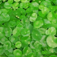 Mỗi ngày một cốc rau má điều gì sẽ xảy ra với cơ thể?