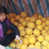 Thất thu bưởi Diễn vì nạn ruồi vàng