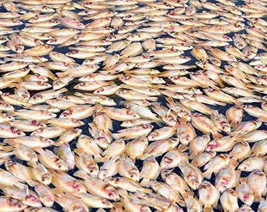 Gần 100 tấn cá chết do ôxy trong nước sụt giảm