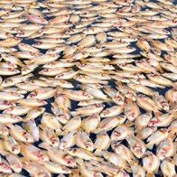 Gần 100 tấn cá chết do ôxy trong nước sụt giảm