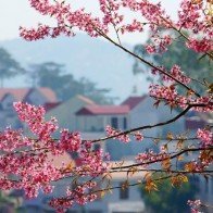 Xuân về với mai anh đào Đà Lạt