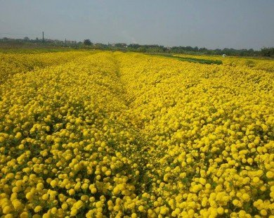 Chiêm ngưỡng cánh đồng hoa cúc đẹp mê hồn ở Hưng Yên