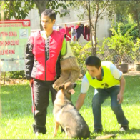 Chuyên gia huấn luyện thú cưng… Không khó như bạn tưởng?