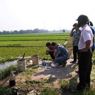 Tưới nhớt thải lên rau muống để diệt sâu vì giá rẻ