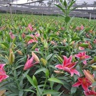 Hà Nội: Hoa ly nở sớm trước Tết, giá rớt thảm