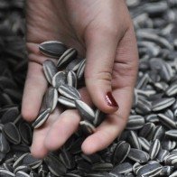 Cách loại bỏ độc tố khi bạn ăn hạt hướng dương dịp Tết