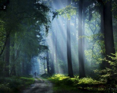Những khu rừng đẹp như cổ tích ở Hà Lan