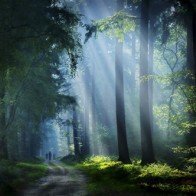 Những khu rừng đẹp như cổ tích ở Hà Lan