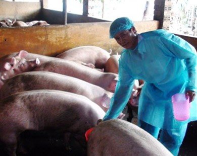 Biên Hòa: Phát hiện gần 1.000 con heo nuôi bằng chất cấm