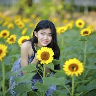 Vườn hướng dương cách Sài Gòn 35km hấp dẫn giới trẻ