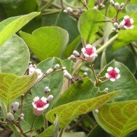 Vì sao nên trồng ít nhất một cây mơ lông trong nhà?