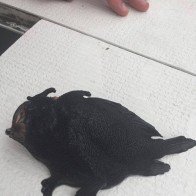 Phát hiện “quái ngư” chân đen kỳ dị