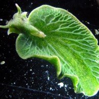 Kỳ lạ loài “nửa thực vật, nửa động vật" duy nhất trên Trái Đất