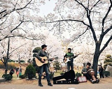 'Cherry Blossom Ending': Nhạc xuân của người Hàn