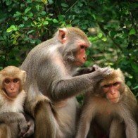 Những hòn đảo khỉ không thể bỏ qua khi đi du lịch năm Thân