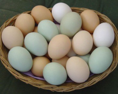 Tại sao trứng gà được xem là linh dược của chị em?