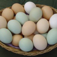 Tại sao trứng gà được xem là linh dược của chị em?