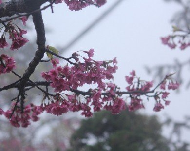 Ngắm hoa anh đào khoe sắc trong mưa lạnh buốt ở Sa Pa