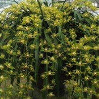 Địa lan Sa Pa "cháy" hàng dù giá bán cao gấp đôi năm ngoái