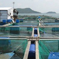 Thương lái Trung Quốc thao túng cá nuôi