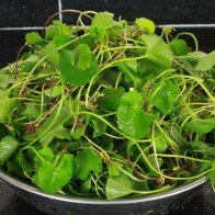 Những điều bắt buộc biết khi dùng rau má