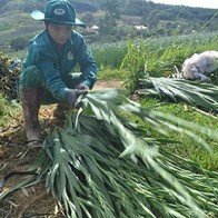 ‘Chết đứng’ vì hoa lay ơn nở sớm