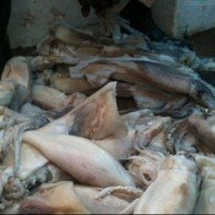39.000 một kg mực tươi và những chiêu trò ai cũng phải ớn lạnh